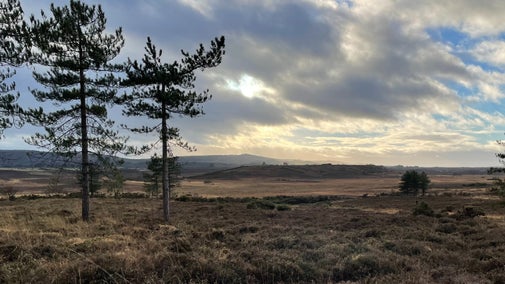 View over the Purbeck Heaths with purple and brown heather in the foreground and scattered trees in the background. Moody sky of clouds and blue patches.sts.